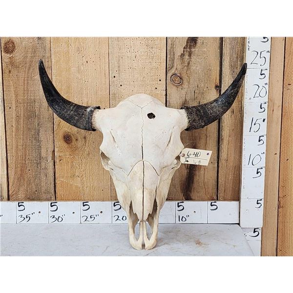American Bison Buffalo Skull Taxidermy