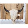 Image 1 : American Bison Buffalo Skull Taxidermy