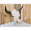 Image 2 : American Bison Buffalo Skull Taxidermy