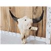 Image 3 : American Bison Buffalo Skull Taxidermy