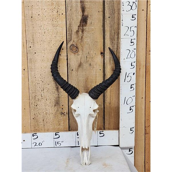 African Tsessebe Skull Taxidermy