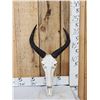 Image 1 : African Tsessebe Skull Taxidermy