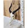 Image 2 : African Tsessebe Skull Taxidermy