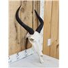 Image 3 : African Tsessebe Skull Taxidermy
