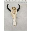 Image 4 : African Tsessebe Skull Taxidermy