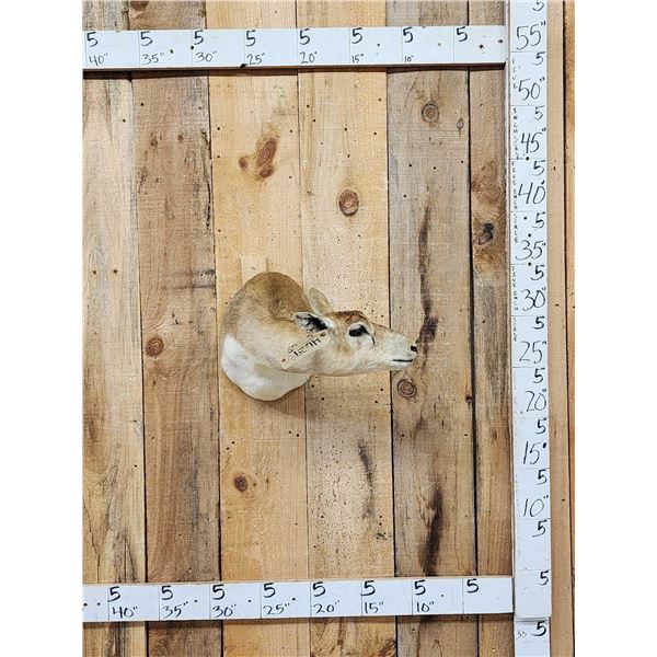 Female Indian Black Buck Shoulder Mount Taxidermy