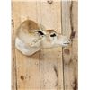 Image 2 : Female Indian Black Buck Shoulder Mount Taxidermy