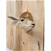 Image 3 : Female Indian Black Buck Shoulder Mount Taxidermy