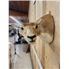 Image 4 : Female Indian Black Buck Shoulder Mount Taxidermy