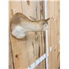Image 5 : Female Indian Black Buck Shoulder Mount Taxidermy