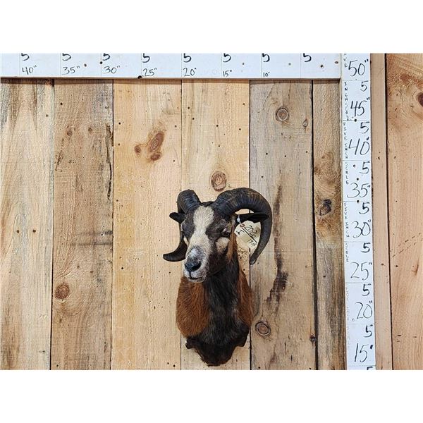 Corsican Ram Sheep Shoulder Mount Taxidermy