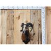 Image 1 : Corsican Ram Sheep Shoulder Mount Taxidermy