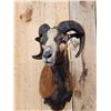 Image 2 : Corsican Ram Sheep Shoulder Mount Taxidermy
