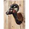 Image 3 : Corsican Ram Sheep Shoulder Mount Taxidermy