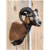Image 4 : Corsican Ram Sheep Shoulder Mount Taxidermy