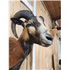 Image 5 : Corsican Ram Sheep Shoulder Mount Taxidermy