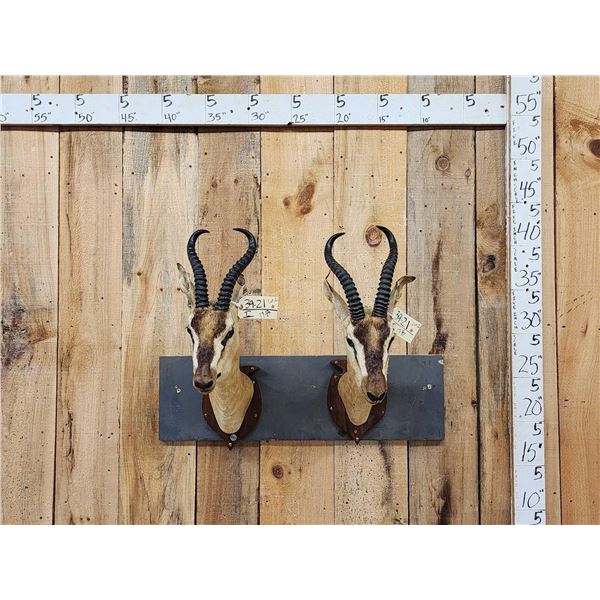Pair Of Sommering's Gazelle Antique Taxidermy Mounts