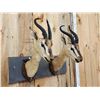 Image 3 : Pair Of Sommering's Gazelle Antique Taxidermy Mounts