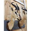 Image 4 : Pair Of Sommering's Gazelle Antique Taxidermy Mounts