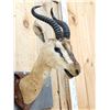 Image 5 : Pair Of Sommering's Gazelle Antique Taxidermy Mounts