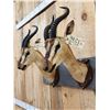 Image 6 : Pair Of Sommering's Gazelle Antique Taxidermy Mounts