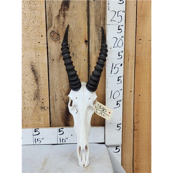 African Topi Skull Taxidermy