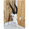 Image 2 : African Topi Skull Taxidermy