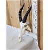 Image 3 : African Topi Skull Taxidermy