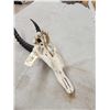 Image 4 : African Topi Skull Taxidermy