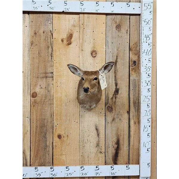 Whitetail Doe Shoulder Mount Taxidermy