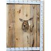 Image 1 : Whitetail Doe Shoulder Mount Taxidermy
