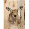 Image 2 : Whitetail Doe Shoulder Mount Taxidermy