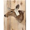 Image 3 : Whitetail Doe Shoulder Mount Taxidermy