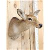 Image 4 : Whitetail Doe Shoulder Mount Taxidermy