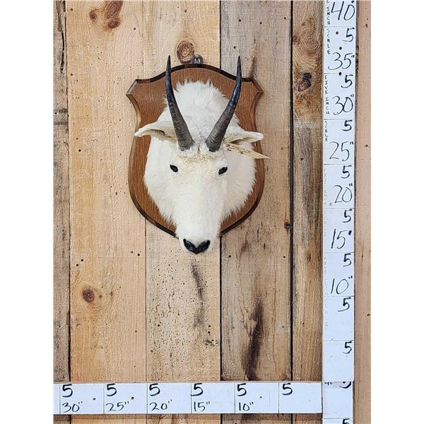Mountain Goat Shoulder Mount Taxidermy