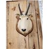 Image 2 : Mountain Goat Shoulder Mount Taxidermy