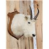 Image 3 : Mountain Goat Shoulder Mount Taxidermy