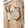 Image 4 : Mountain Goat Shoulder Mount Taxidermy