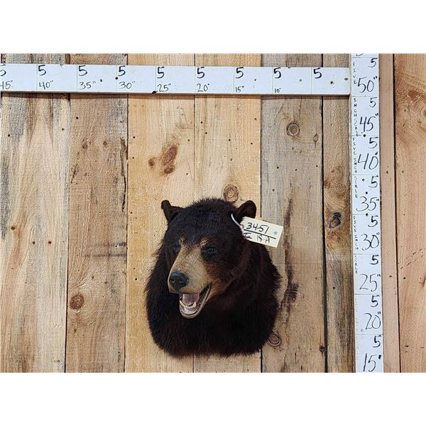 Black Bear Shoulder Mount Taxidermy