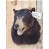 Image 2 : Black Bear Shoulder Mount Taxidermy