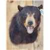 Image 3 : Black Bear Shoulder Mount Taxidermy