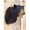 Image 4 : Black Bear Shoulder Mount Taxidermy