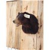 Image 5 : Black Bear Shoulder Mount Taxidermy