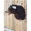 Image 6 : Black Bear Shoulder Mount Taxidermy