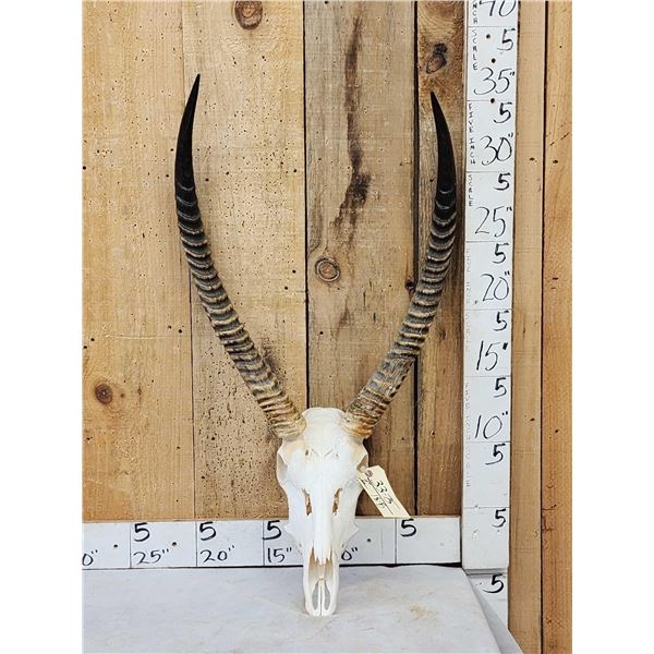 African Waterbuck Skull Taxidermy