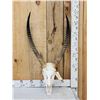 Image 1 : African Waterbuck Skull Taxidermy