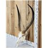 Image 2 : African Waterbuck Skull Taxidermy