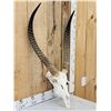 Image 3 : African Waterbuck Skull Taxidermy