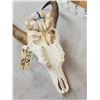 Image 4 : African Waterbuck Skull Taxidermy