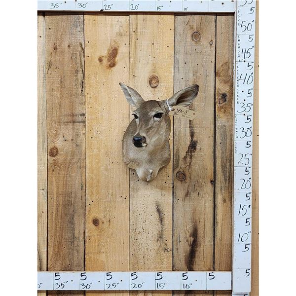 Nice Whitetail Doe Shoulder Mount Taxidermy